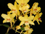 Dendrobium lowii