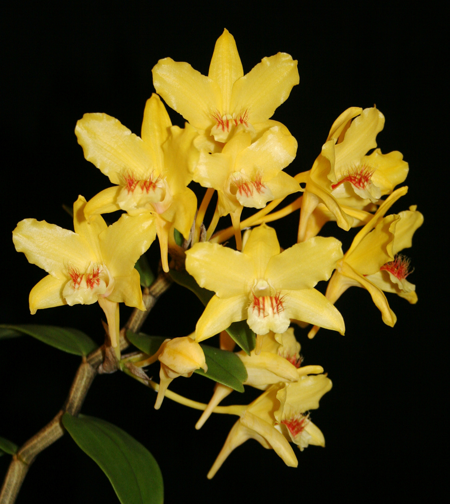 Dendrobium lowii