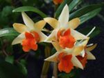 Dendrobium Frosty Dawn