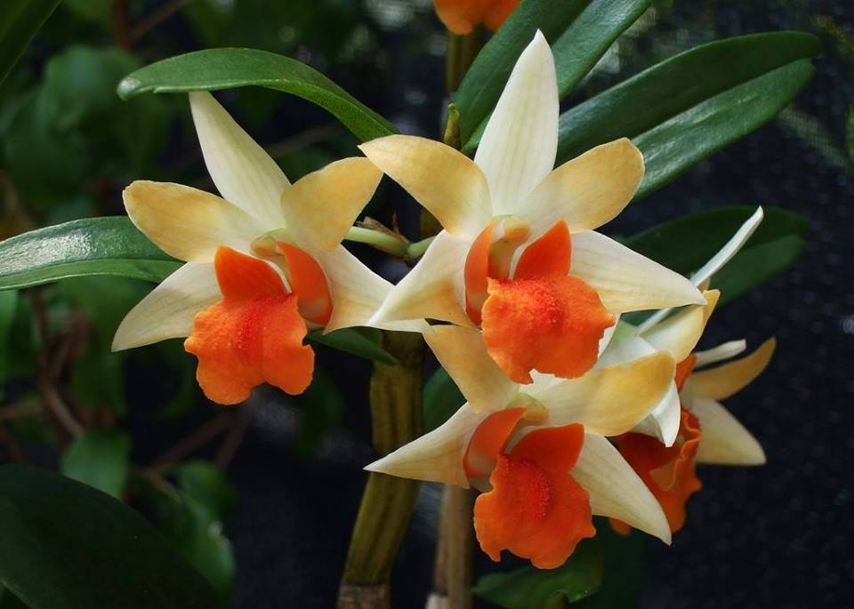 Dendrobium Frosty Dawn