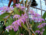 Dendrobium hercoglossum