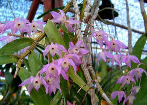 Dendrobium hercoglossum