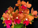 Laeliocattleya Elizabeth Fulton Michel