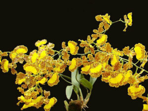 Oncidium garderi