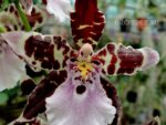 Oncidium hybrid 012