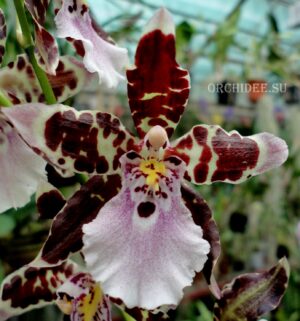 Oncidium hybrid 012