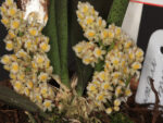 Trichocentrum (oncidium) morenoi