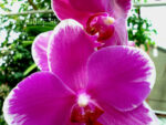 Phalaenopsis PH 231 Wild Edge