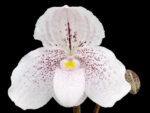 Paphiopedilum Mystic Isle (niveum x Greyi)
