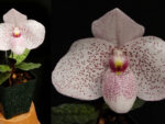 Paphiopedilum Vanda M. Pearman
