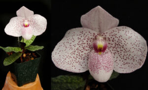 Paphiopedilum Vanda M. Pearman