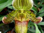 Paphiopedilum Pandion (venustum x fairrieanum)