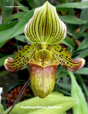 Paphiopedilum Pandion (venustum x fairrieanum)