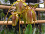 Paphiopedilum adductum