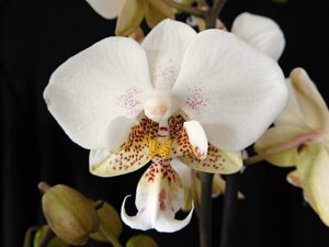 Phalaenopsis Brother Pico Chip