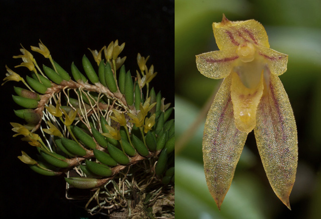 Pleurothallis leptotifolia