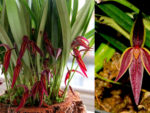 Pleurothallis allenii