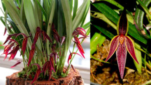 Pleurothallis allenii