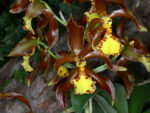 Rossioglossum splendens
