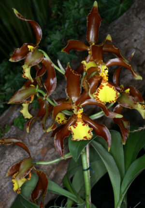 Rossioglossum splendens