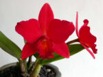 Sophrolaeliocattleya Little Hazel