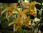 Stanhopea stevensonii