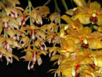 Stanhopea jenischiana x Acineta densa
