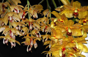 Stanhopea jenischiana x Acineta densa