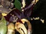 Stanhopea tigrina var. nigroviolacea