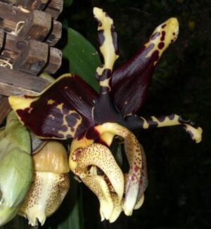 Stanhopea tigrina var. nigroviolacea