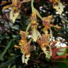 Stanhopea schilleriana