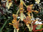 Stanhopea schilleriana