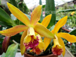Cattleya hybrid 033