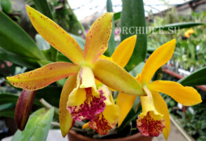 Cattleya hybrid 033