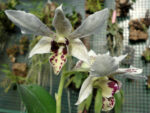 Dendrobium Roy Tokunaga