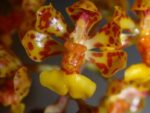 Oncidium nanum