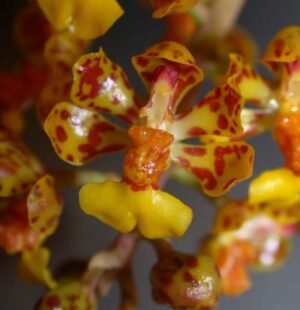 Oncidium nanum