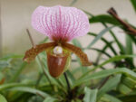 Paphiopedilum charlesworthii