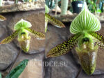 Paphiopedilum wardii