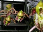Catasetum maculatum