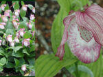 Cypripedium 'Philipp'