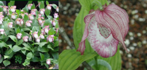 Cypripedium 'Philipp'