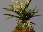 Neofinetia falcata 'Kibana Furan'