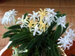 Neofinetia falcata 'Kinginrasha'