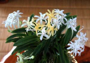 Neofinetia falcata 'Kinginrasha'