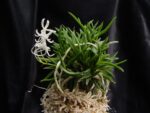 Neofinetia falcata 'Seiryujishi'