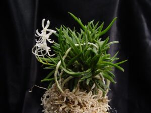 Neofinetia falcata 'Seiryujishi'