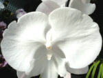 Phalaenopsis PH 233 Big Lip