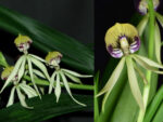 Prosthechea cochleata 'Green Hornet'