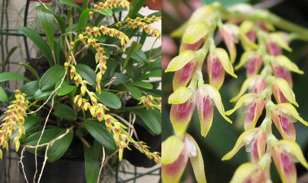 Pleurothallis (Specklinia) costaricensis